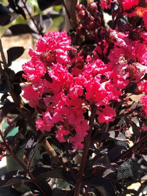 Magic in the Night: Embracing the Dark Hour with Crepe Myrtle